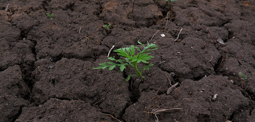 Green plant sprouting through clods of ground