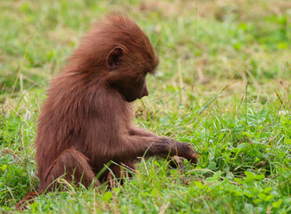 Obraz premium Hamadryas Baboon animal