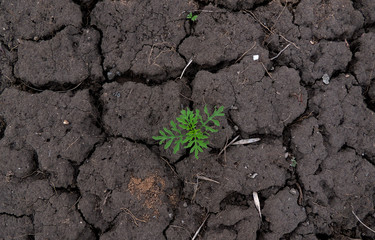 Parched land with green crop texture background 
