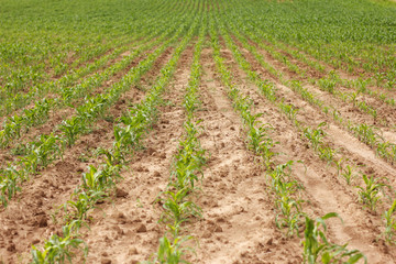field with rows of young, green, freshly sprouted corn plants