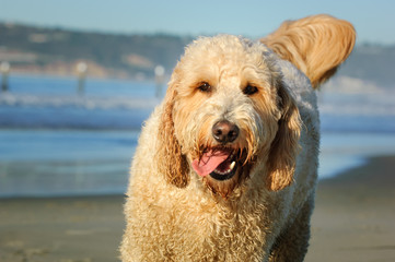 Cream colored Goldendoodle portrait at ocean beach