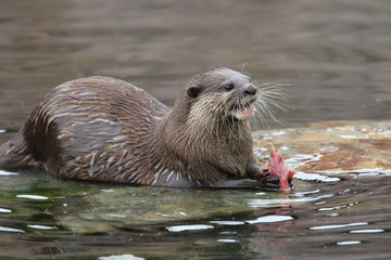 Otter feeding on fish