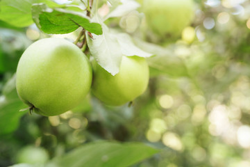 Two green apples on branch in orchard. Close-up view.