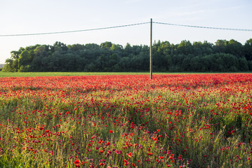 A view of the blooming poppy field on a sunny summer day, Latvia