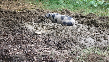 Bentheimer Schwein,tier, schaf, säugetier, natur, wild, hübsch, wild lebende tiere, weiß, ziege,...