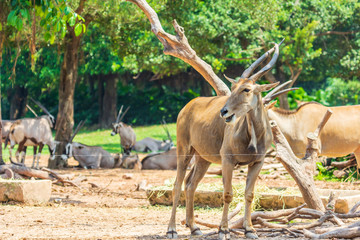 Leisurely bog forest antelope