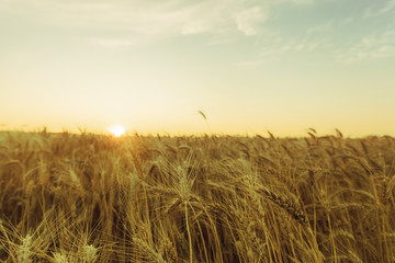 Obraz premium Picturesque mature, golden-brown field, yellow wheat at sunset. Grain harvest in summer.