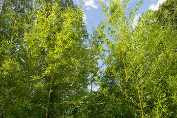 Fototapeta premium Tall Bamboo leaves 