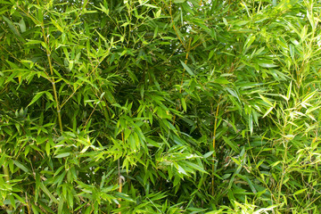 Bamboo leaves background