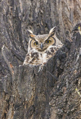 Great Horned Owl in Colorado