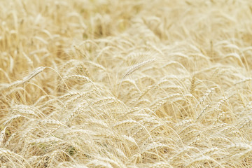 Wheat field, ripe barley, rye field in sunny day, natural light background, selective focus