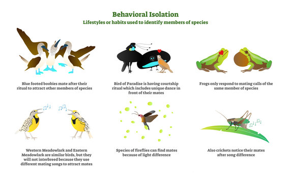Behavioral isolation vector illustration collection set. Explanation and labeled examples in nature with blue footed boobies, birds, frogs, fireflies and crickets.