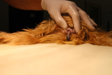 Tumor coming out from vagina by yorkshire terrier dog