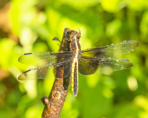 dragonfly resting on a stick