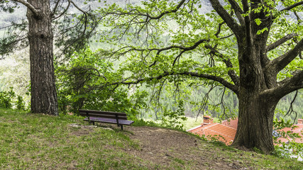 Bench under a large tree on the edge of the cliff