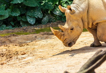 Obraz premium Rhinoceros in Changlong zoo, Guangzhou, China