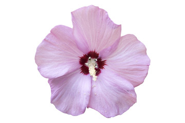 Syrian ketmia pale pink rose of Sharon 'Hamabo' flower.