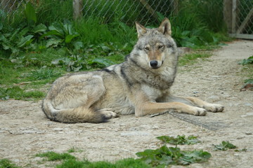 Obraz premium Wolf-07