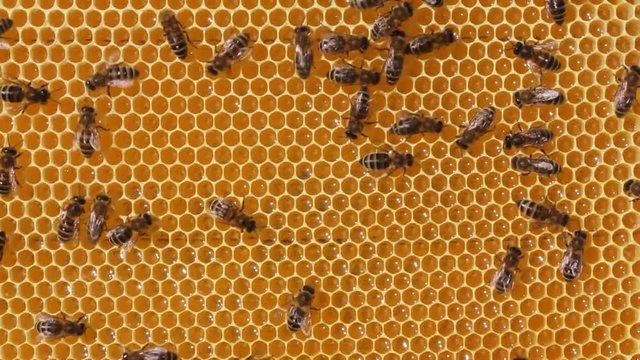 Work of bees inside hive. 
They convert nectar into honey.