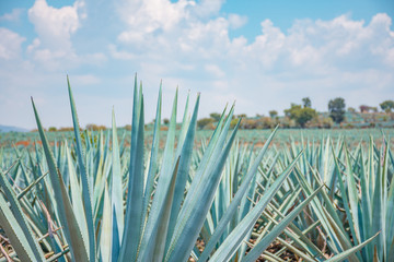 The tequila plant - Blue agave fields in Jalisco, Mexico