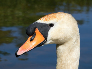 Łabędź niemy portret Cygnus olor © Robert