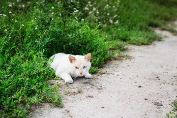 White cat with blue eyes lies in grass