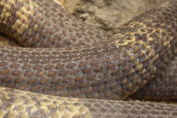 Fototapeta premium Detalle de cuerpo, piel, escamas y textura de serpiente cobra de color pardo, marrón, gris y amarillo. Vista de cerca de anatomía de reptil ofidio venenoso neurotóxico.