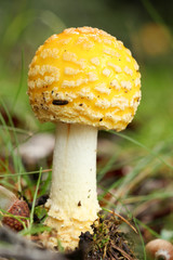 Bright yellow-orange Fly Agaric wild mushroom, close up, against a green background. Amanita muscaria is classified as poisonous, and psychoactive.