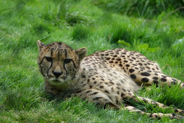 Cheetah in grass-02