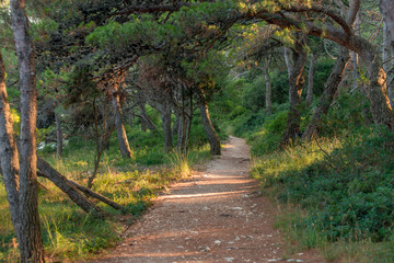 Path among Pinian trees at Adriatic See shore in Banjole (Pula, Croatia)