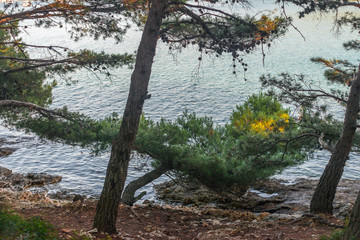 Pinian trees at Adriatic See shore in Banjole (Pula, Croatia)