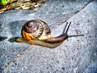 snail