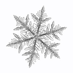 Snowflake isolated on white background. This vector illustration based on macro photo of real snow crystal: beautiful stellar dendrite with hexagonal symmetry, complex shape and six elegant arms.