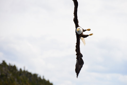 Bald Eagle diving for fish near Juneau, Alaska