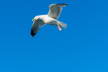 Möwe in Angriffmodus