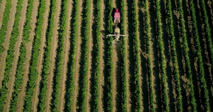 Aerial view of a tractor harvesting grapes in a vineyard. Farmer spraying grape vines with tractor