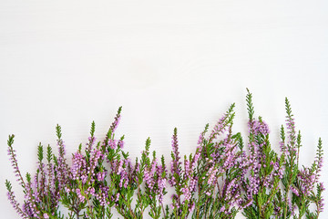 Border of common heather on white background. Copy space, top view.