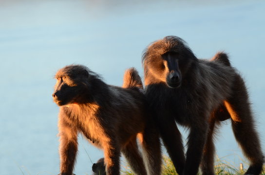 Babbuini africano a Citt&agrave; del Capo