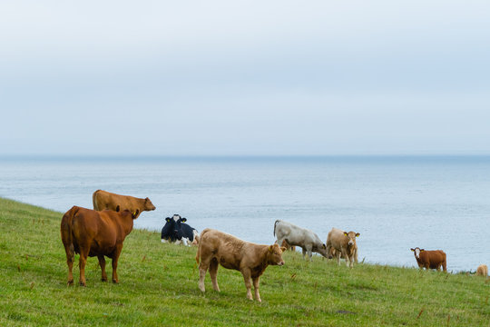 K&uuml;he an der irischen Atlantikk&uuml;ste