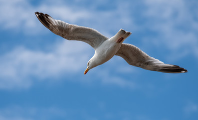 Obraz premium Seagull in flight
