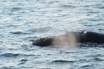 Obraz premium Soffio della balena nella baia di Hermanus