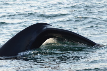 Coda di Balena nella baia di Hermanus