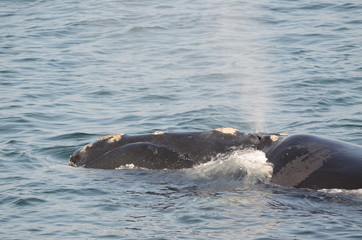 Fototapeta premium Spruzzo della balena nella baia di Hermanus