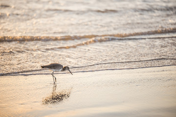 Morning on the beach
