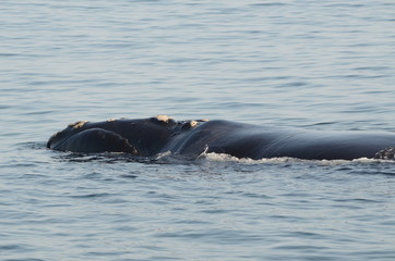 Obraz premium Balena nella baia del Sudafrica