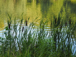 Bulrush © Karolina