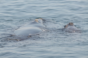 Fototapeta premium Balena e balenottero nella baia di Hermanus