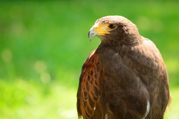 Portrait of a Harris's hawk (Parabuteo unicinctus)