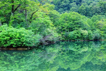 Fototapeta na wymiar 夏の鎌池