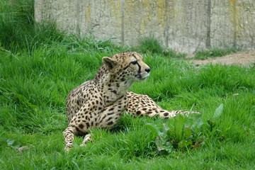Cheetah in grass-07